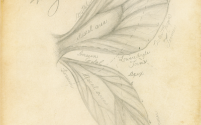 The Anatomy of a Faerie Wing Drawing